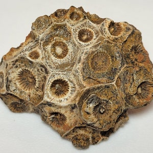 Rugose Coral Fossil Specimen - Actinocyathus from Morocco 64.4 grams