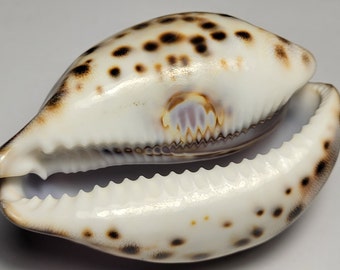 Purple Top Tiger Cowrie Shell (Cypraea Tigris) Beach Crafts & Ocean Decor #6