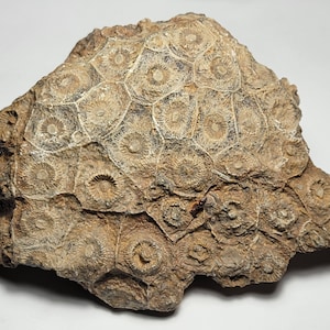 Rugose Coral Fossil Specimen Actinocyathus from Morocco 508 grams image 1