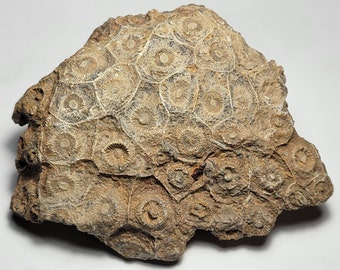 Rugose Coral Fossil Specimen - Actinocyathus from Morocco 508 grams