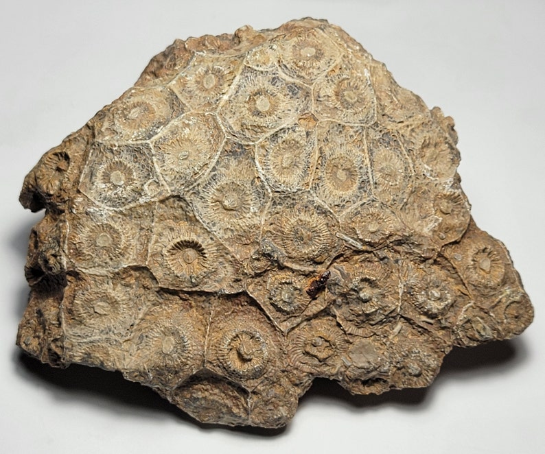 Rugose Coral Fossil Specimen Actinocyathus from Morocco 508 grams image 1