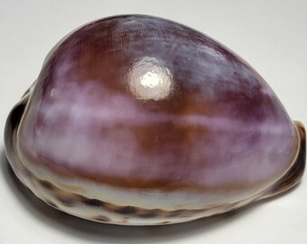 Purple Top Tiger Cowrie Shell (Cypraea Tigris) Beach Crafts & Ocean Decor #4