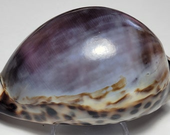 Purple Top Tiger Cowrie Shell (Cypraea Tigris) Beach Crafts & Ocean Decor #1