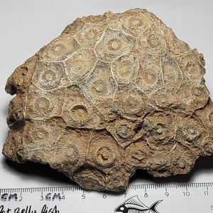 Rugose Coral Fossil Specimen Actinocyathus from Morocco 508 grams image 4