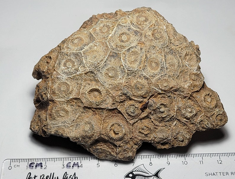 Rugose Coral Fossil Specimen Actinocyathus from Morocco 508 grams image 4