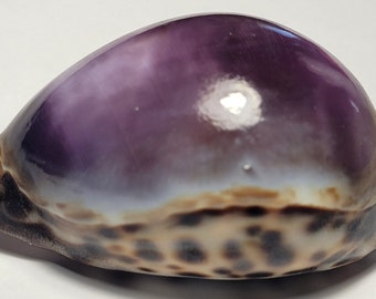 Purple Top Tiger Cowrie Shell (Cypraea Tigris) Beach Crafts & Ocean Decor #13