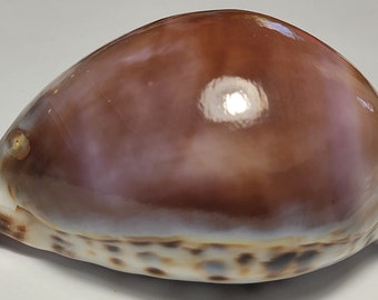 Purple Top Tiger Cowrie Shell (Cypraea Tigris) Beach Crafts & Ocean Decor #9