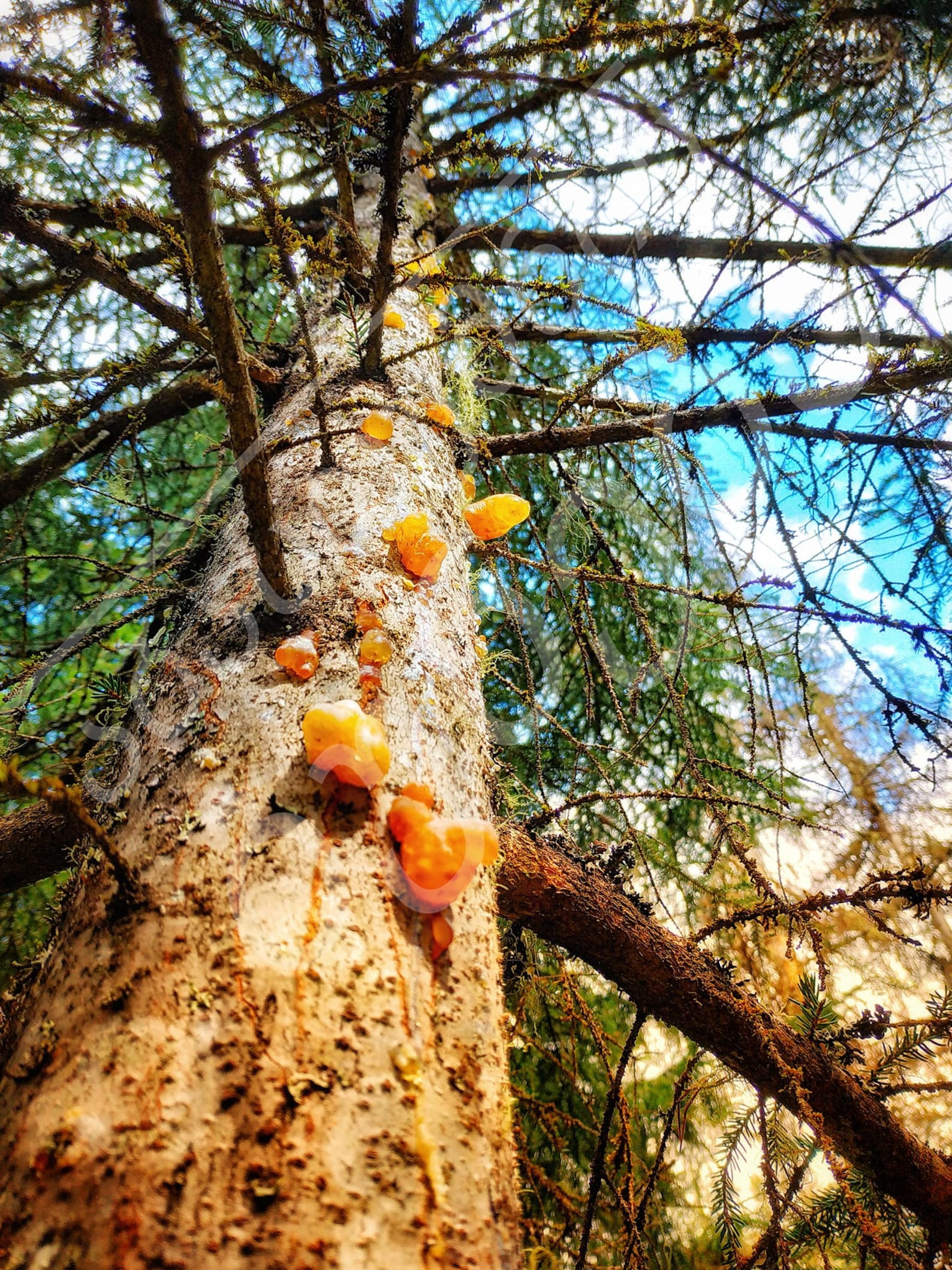 Natural Chewing Gum Mastic Old Spruce Resin Nature Resin Torch Etsy