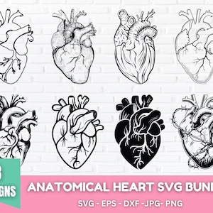 Anatomisches Herz-Svg-Design, menschliches Herz-Svg, Anatomie-Svg, Herz SVG, medizinisches Herz-Shirt, Krankenschwester-Leben, Anatomie-Svg-Bundle
