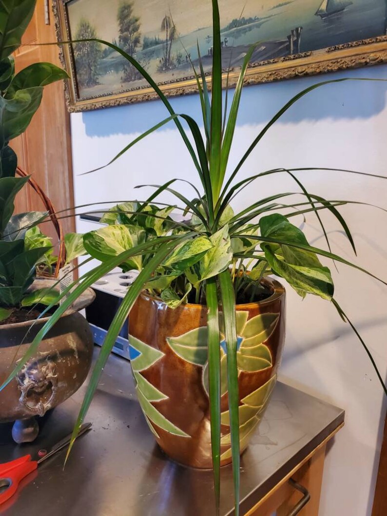 1 Red Margined Dracaena Dragon Tree Top Cutting For Home Etsy