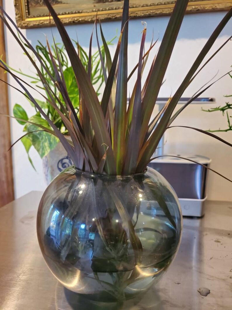 1 Red Margined Dracaena Dragon Tree Top Cutting For Home Etsy