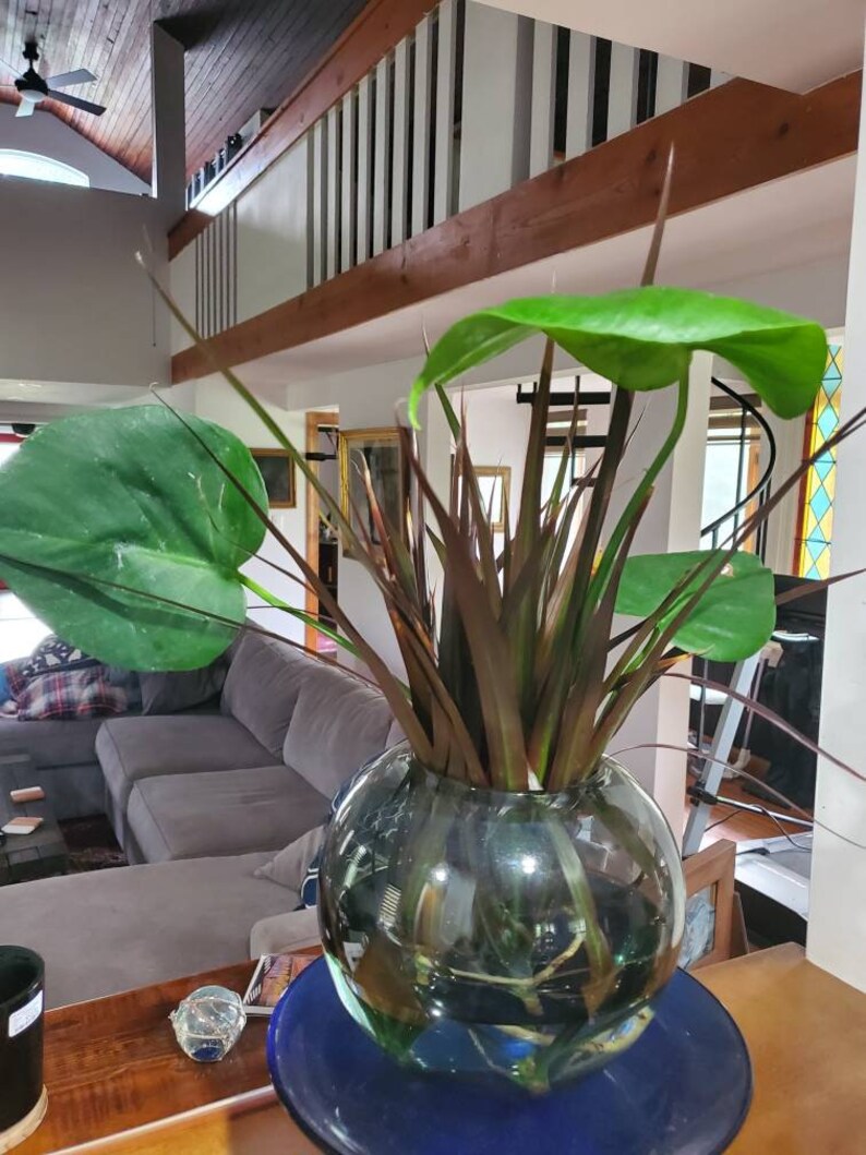 1 Red Margined Dracaena Dragon Tree Top Cutting For Home Etsy