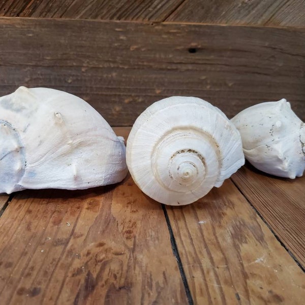 3 Piece Large Conch Shell Collection