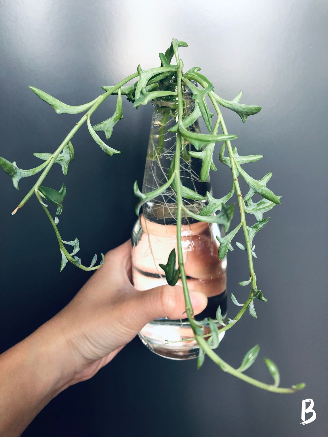 String of Dolphins Senecio Peregrinus Dolphin Plant Etsy