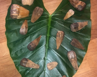 Pincel Hawaii totalmente natural - Apto para niños - Pincel Hala - Acuarela - Mezcla de tiza - Ecológico - Montessori