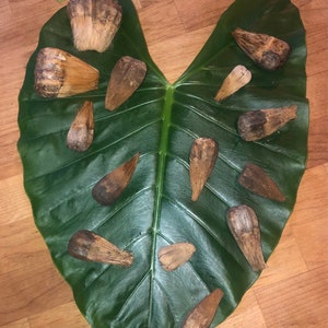Pincel totalmente natural do Havaí - Adequado para crianças - Pincel Hala - Aquarela - Mistura de giz - Ecológico - Montessori