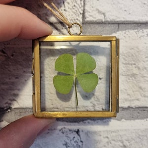 Dried 4 Leaf Clover in a 5 x 5cm Brass Hanging Frame | Good Luck Gifts | Best Friends Gift Ideas