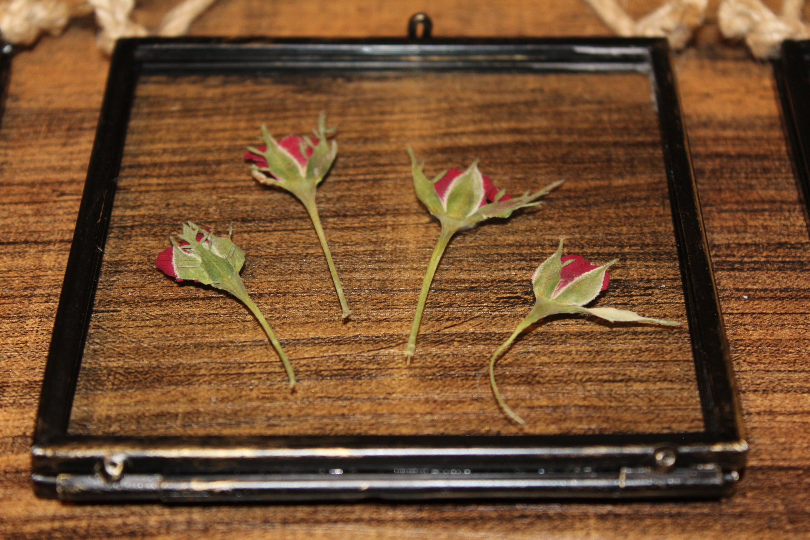 4 Pressed Rose Buds Framed Pressed Rose Flower Wall Art Etsy