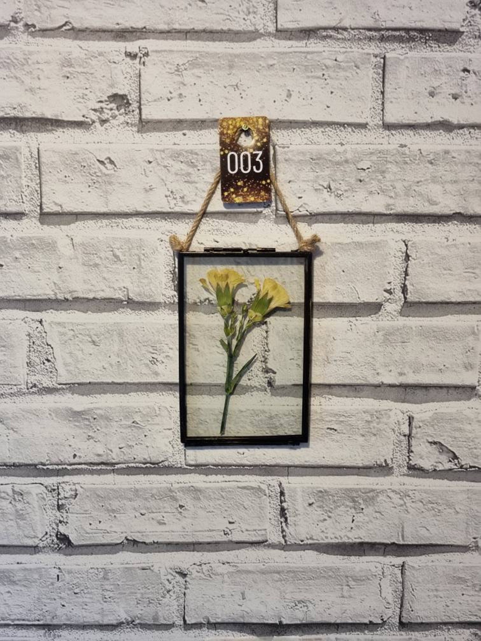 Amazing Dried Carnations:  Your Step By Step Guide - gwlgt4e