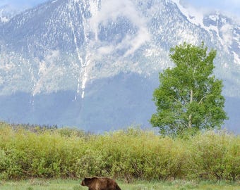 May include: A scenic landscape featuring a brown bear and cubs traversing a grassy field. Towering snow-capped mountains and a vibrant green tree provide a stunning backdrop under a cloudy sky. The image captures a moment in nature.