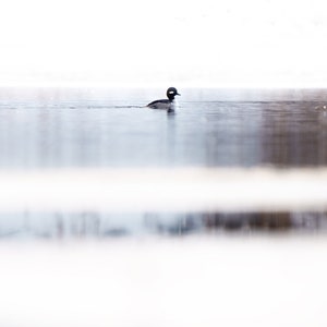 Bufflehead Duck on snow covered river image 1