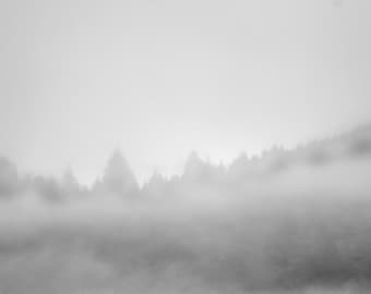 Trees in the mist, Grand Teton Landscape