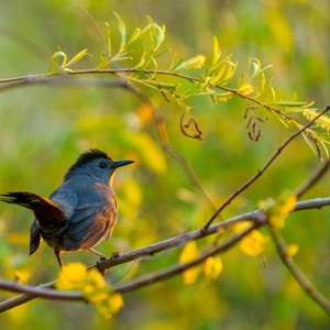 Peut inclure: Un moqueur chat gris perch&eacute; sur une branche d'arbre, les plumes de sa queue d&eacute;ploy&eacute;es. L'oiseau se d&eacute;tache sur un arri&egrave;re-plan flou de feuillage vert et de fleurs jaunes, baign&eacute; de la lumi&egrave;re du soleil.