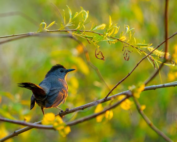 Gray Catbird Wall Art – Subtle Songbird Print – Backyard Bird Photography Gift