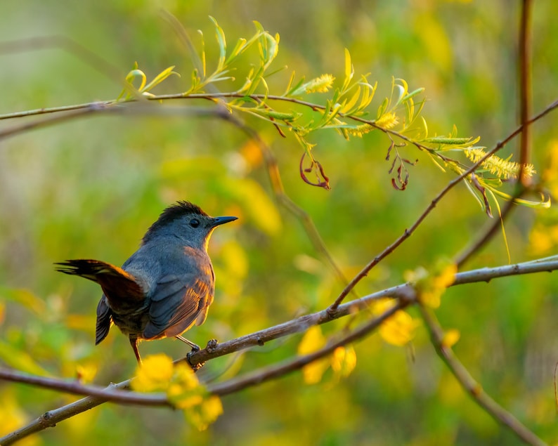 Peut inclure: Un moqueur chat gris perch&eacute; sur une branche d'arbre, les plumes de sa queue d&eacute;ploy&eacute;es. L'oiseau se d&eacute;tache sur un arri&egrave;re-plan flou de feuillage vert et de fleurs jaunes, baign&eacute; de la lumi&egrave;re du soleil.