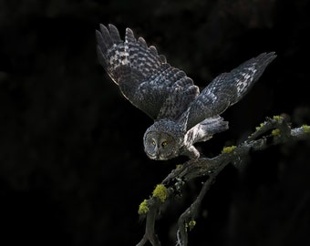 Great Gray Owl Yellowstone - Limited Edition Signature Series