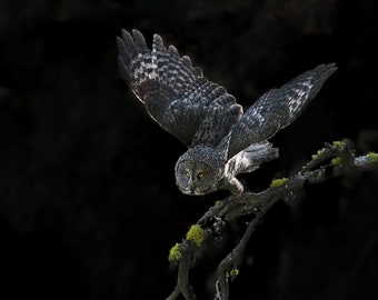 Great Gray Owl Yellowstone