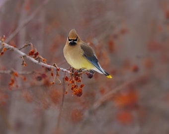 Cedar Waxwing in crab apple tree