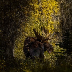 Moose in Golden Trees Grand Teton National Park
