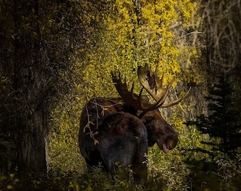 Moose in Golden Trees Grand Teton National Park