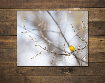 Lemon Drop - Yellow Warbler by Greg Albrechtsen Bird for Thought
