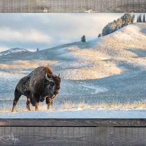American Bison - Mighty Tatanka in color or B&W