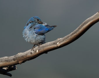 Mountain bluebird preening