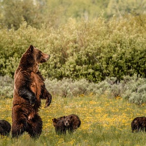 Grizzly 399 with cubs, Grand Teton National Park
