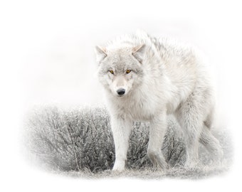 Yellowstone Wolf, Art, photography by Greg Albrechsten