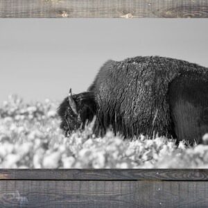 Bisonte americano pastando en blanco y negro