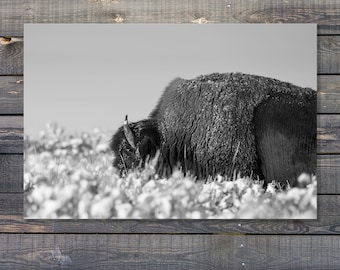 American Bison - Grazing along in B&W