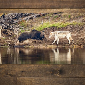 Friend or Foe Yellowstone Grizzly Bear and Wolf Print by Greg Albrechtsen Bird for Thought image 3