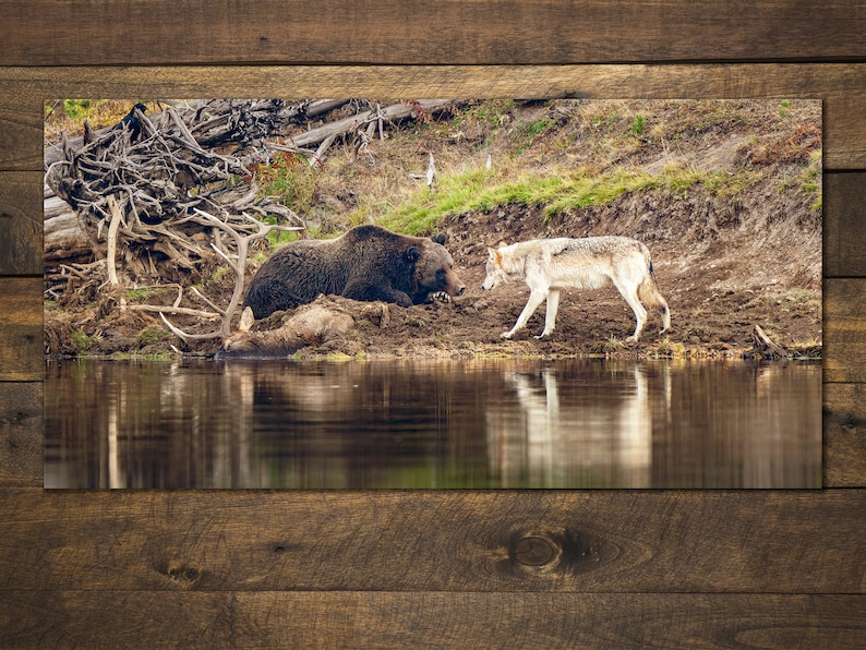 Friend or Foe Yellowstone Grizzly Bear and Wolf Print by Greg Albrechtsen Bird for Thought image 3