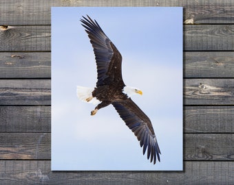 Soar Like an Eagle - Bald Eagle  by Greg Albrechtsen Bird for Thought