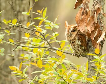 Eastern Screech Owl print