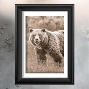 Grizzly 399 a portrait, Grand Teton National Park