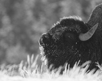 American Bison - The bellow in B&W