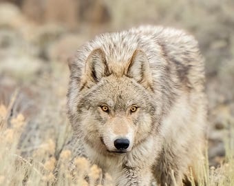 Yellowstone Wolf Fine Art Print – Wildlife Photography, Nature Decor