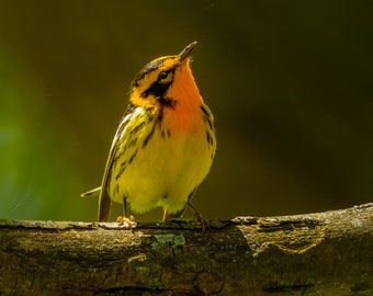 Blackburnian Warbler bird