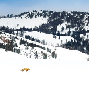 Red Fox crossing snowfield, Yellowstone